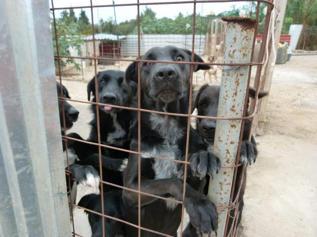 Unsere Hunde Kreta – Tierfreunde